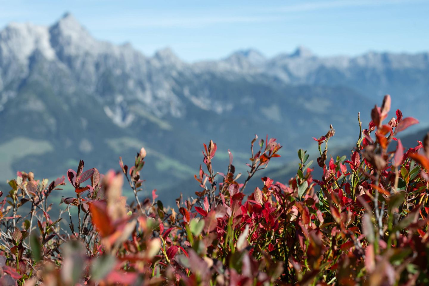 Heidelbeerstäucher vor Bergkulisse