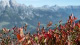 Heidelbeerstäucher vor Bergkulisse
