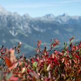 Heidelbeerstäucher vor Bergkulisse