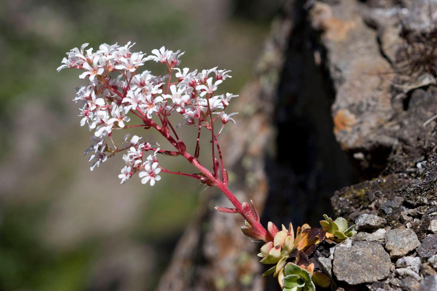 Blütenstengel mit weißen Blüten