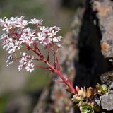 Blütenstengel mit weißen Blüten