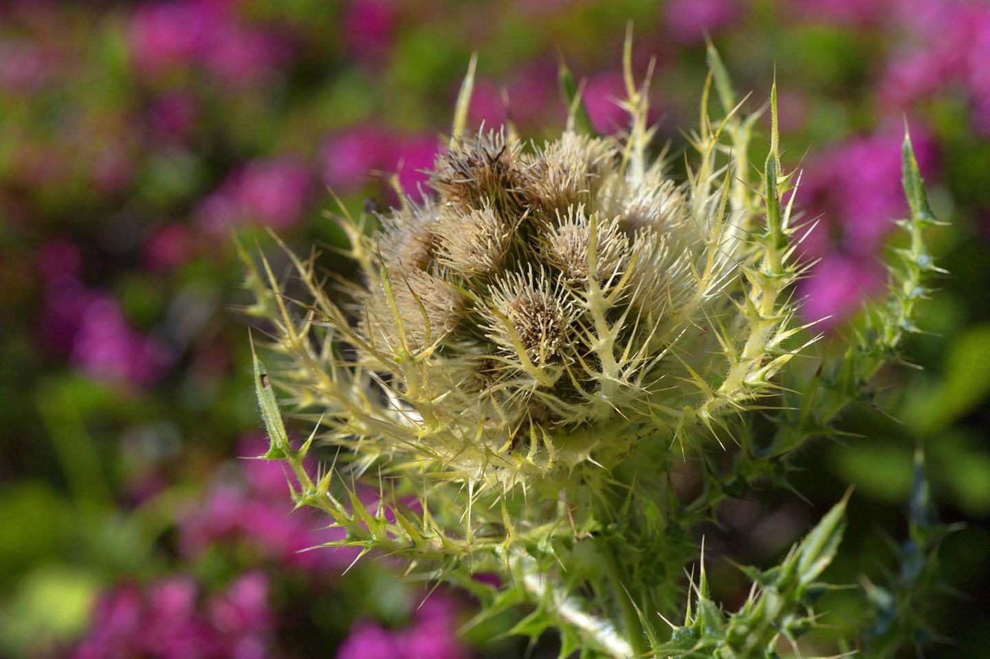 Stachelige Blüte