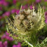 Stachelige Blüte