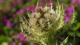 Stachelige Blüte