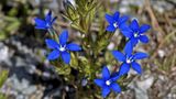 Blaue Blüten eines Enzians