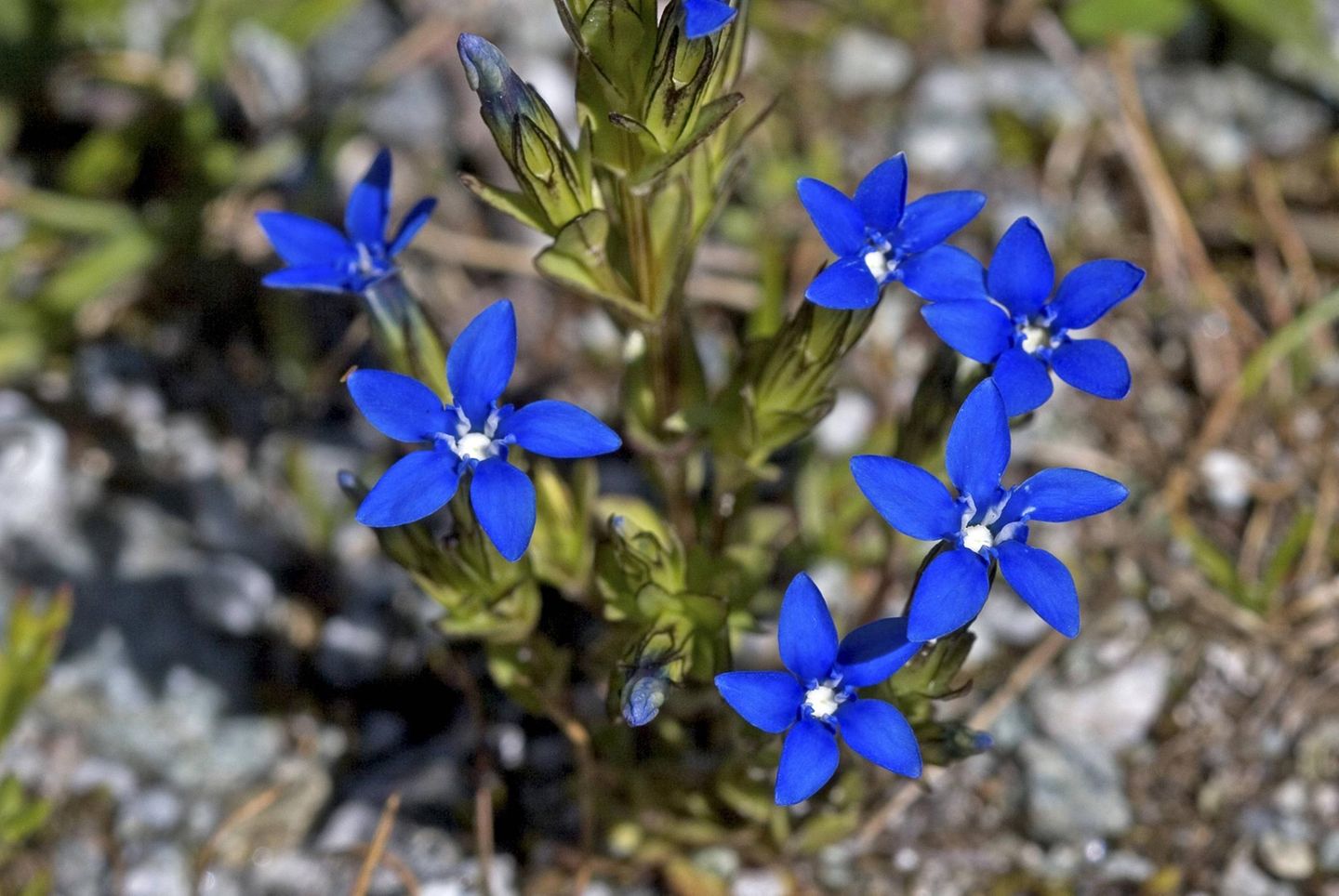 Blaue Blüten eines Enzians