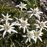 Mehrere Edelweiß-Blüten