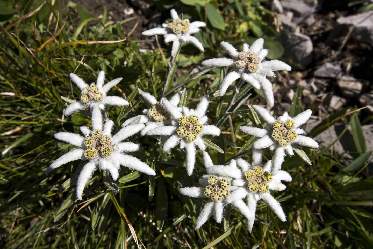 Mehrere Edelweiß-Blüten