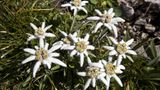 Mehrere Edelweiß-Blüten