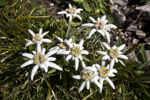 Mehrere Edelweiß-Blüten