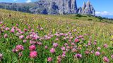 Bergwiese mit rosaroten Blüten