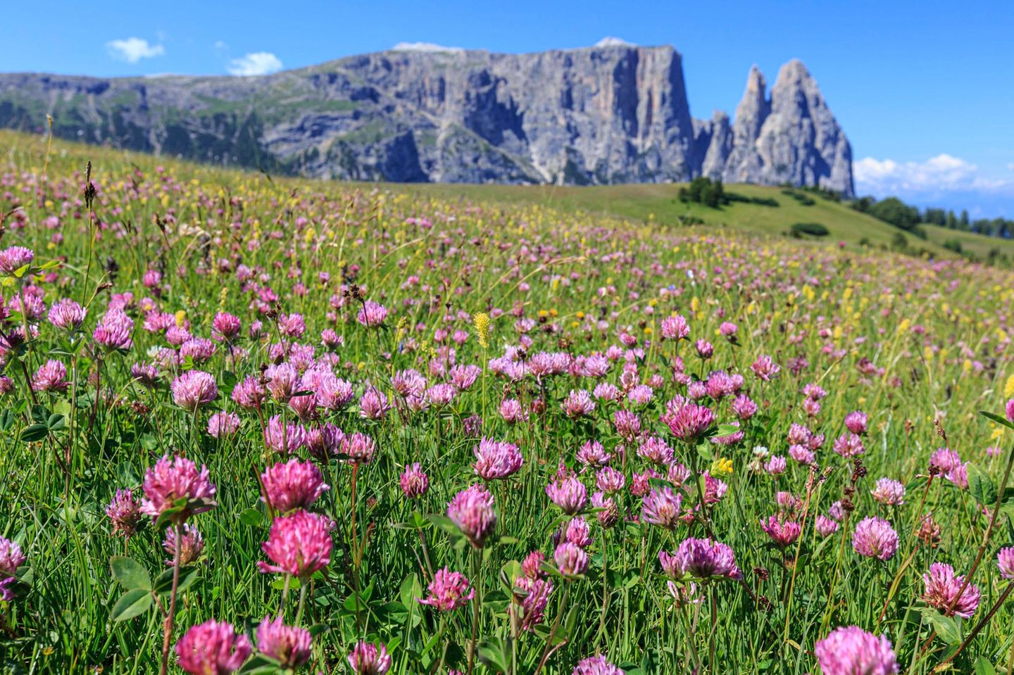 Bergwiese mit rosaroten Blüten