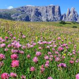 Bergwiese mit rosaroten Blüten