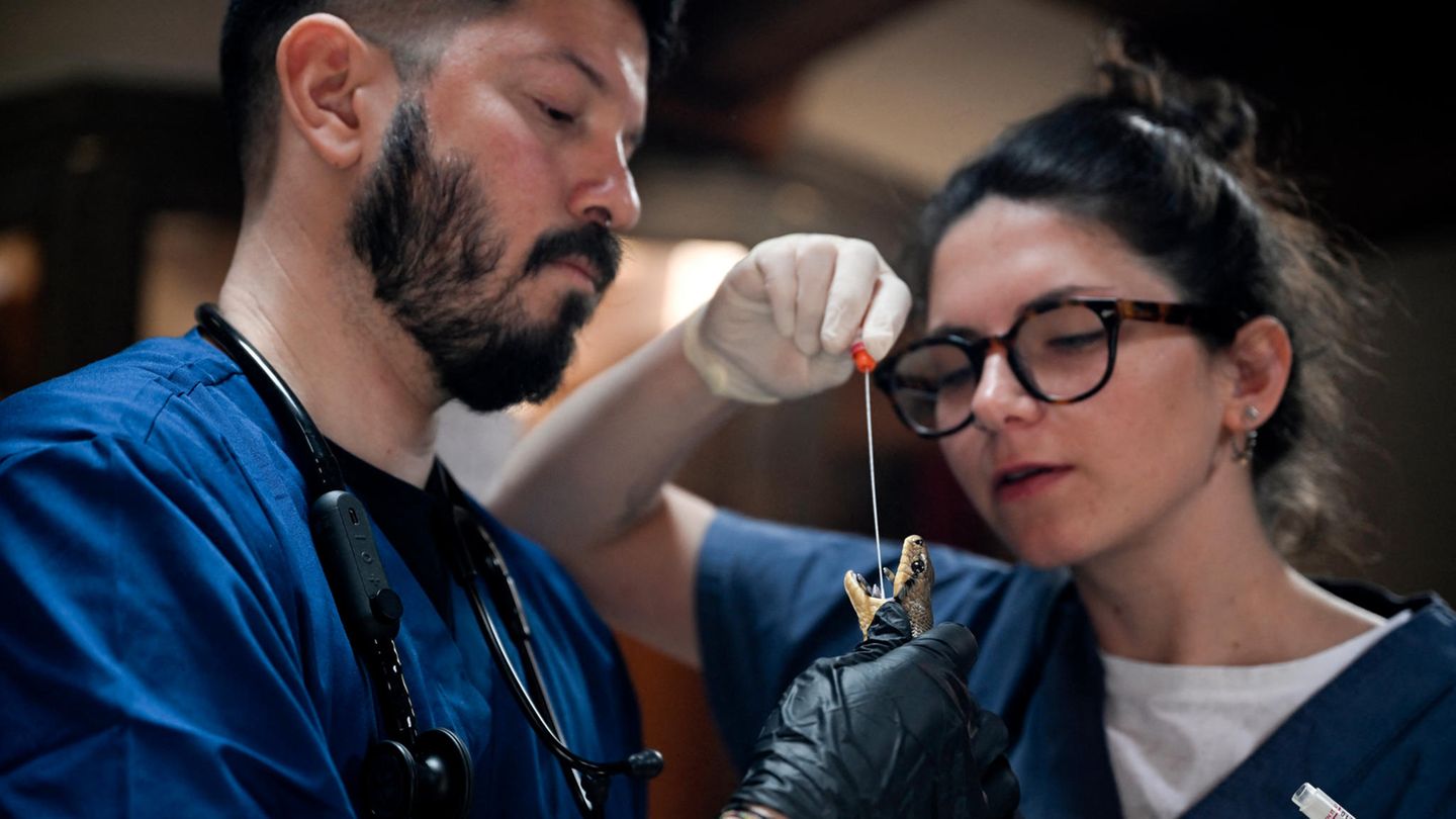 Professor Mendoza Jairo Alonso von der Universität in Bari und seine Kollegin untersuchen vor dem Fest die gefangenen Schlangen.