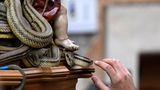 Keine Berührungsängste: Viele der Bewohner und Touristen gehen auf Tuchfühlung mit den Schlangen. Nicht immer geht das gut aus, die ungiftigen Tiere beißen gelegentlich blitzschnell zu.