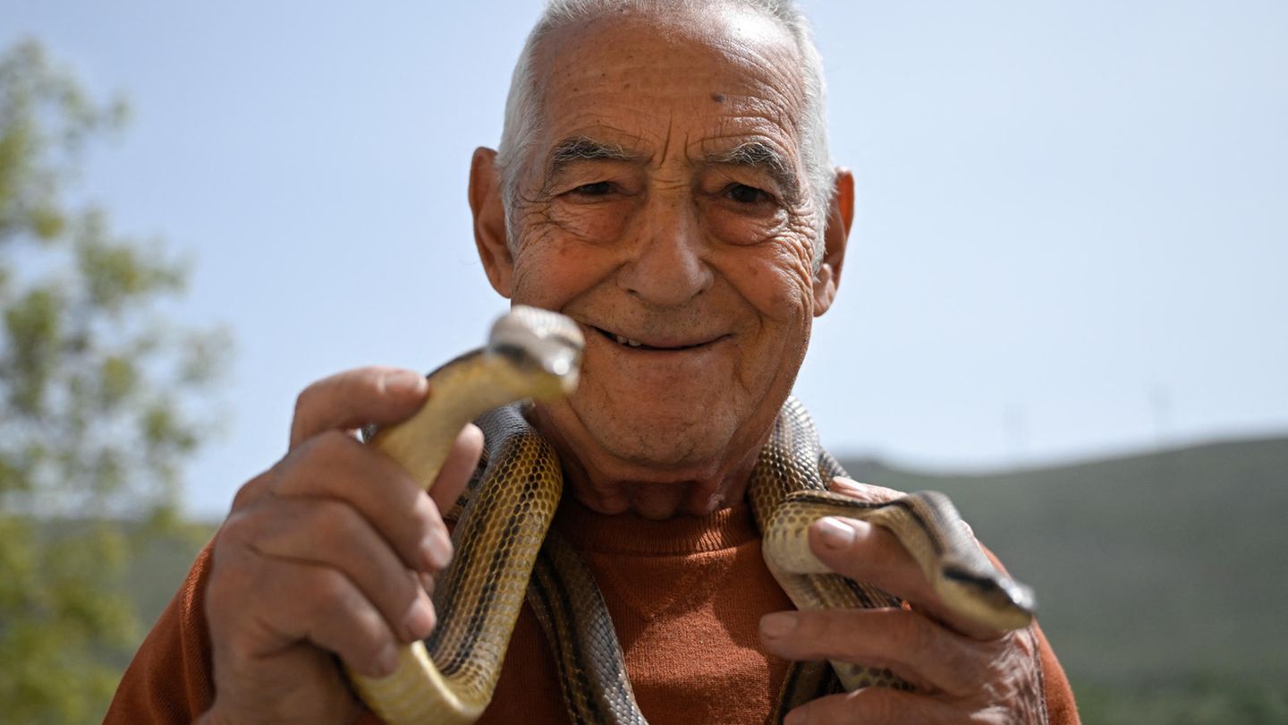 Tonino zeigt zwei seiner gefangenen Schlangen. Den Separi genannten Schlangenfängern kommt eine wichtige Funktion zu. Sie kontrollieren den Bestand der Reptilien in der Region und entlassen die Schlangen nach dem Festival wieder in die freie Wildbahn.
