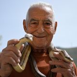 Tonino zeigt zwei seiner gefangenen Schlangen. Den Separi genannten Schlangenfängern kommt eine wichtige Funktion zu. Sie kontrollieren den Bestand der Reptilien in der Region und entlassen die Schlangen nach dem Festival wieder in die freie Wildbahn.