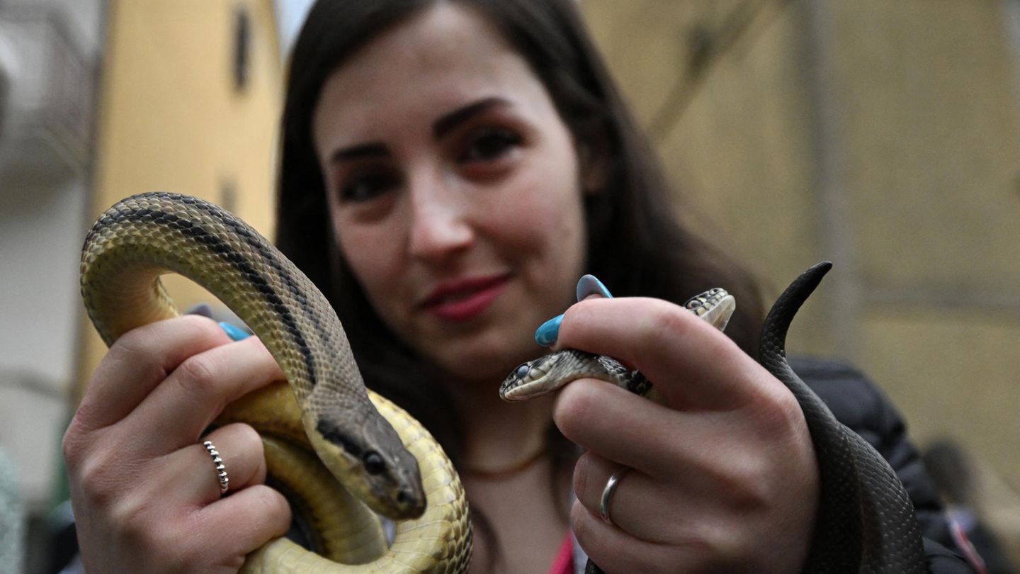Eine Besucherin des Festes posiert in Cocullo mit den gefangenen Schlangen