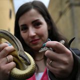 Eine Besucherin des Festes posiert in Cocullo mit den gefangenen Schlangen