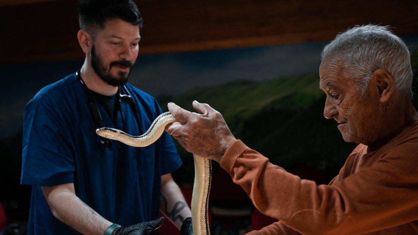 Tonino, einer der Schlangenfänger aus Cocullo, zeigt seinen Fang Professor Mendoza Jairo Alonso von der veterinärmedizinischen Fakultät der Universität Bari. 