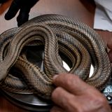 Auch das gehört dazu: Sämtliche Schlangen werden vorab gewogen