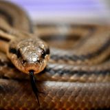 Wurden früher auch Vipern mit zur Prozession gebracht, finden sich dort heutzutage nur noch ungiftige Schlangen, unter anderem Italienische Äskulapnattern, Vierstreifennattern und Gelbgrüne Zornnattern. 