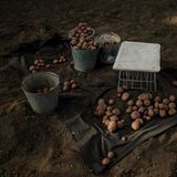 Kartoffelernte , ein Stillleben.