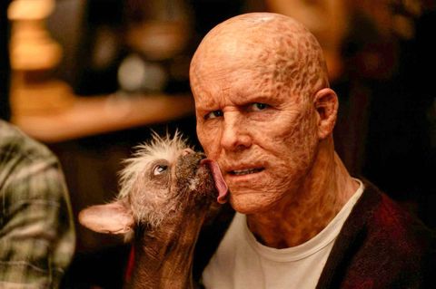 Ein hässlicher Hund leckt Ryan Reynolds als "Deadpool" die Wange