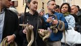 Keine Scheu vor wilden Tieren: Die Schlangen werden in Cocullo verehrt