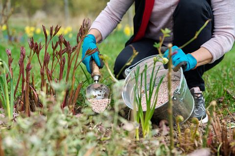 Pfingstrosen schneiden im Herbst So gelingt der Frostschutz STERN.de