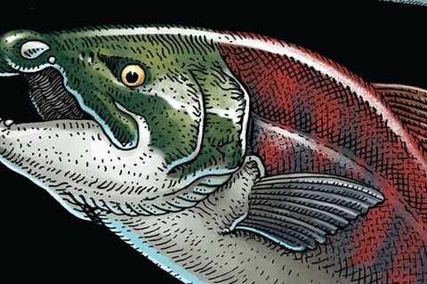 Illustration des Urzeit-Lachses