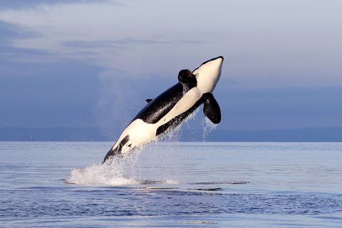 Eine Orca-Dame springt aus dem Meer