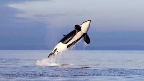 Eine Orca-Dame springt aus dem Meer