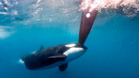 Ein Orca stößt mutwillig mit dem Kopf gegen ein Ruder