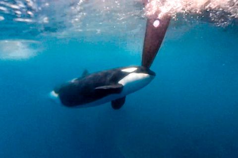 Ein Orca stößt mutwillig mit dem Kopf gegen ein Ruder