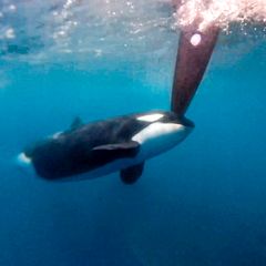 Ein Orca stößt mutwillig mit dem Kopf gegen ein Ruder