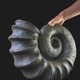 Hand neben einem großen, dunklen Ammoniten