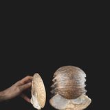 Ein sehr schmaler und ein sehr breiter Ammonit