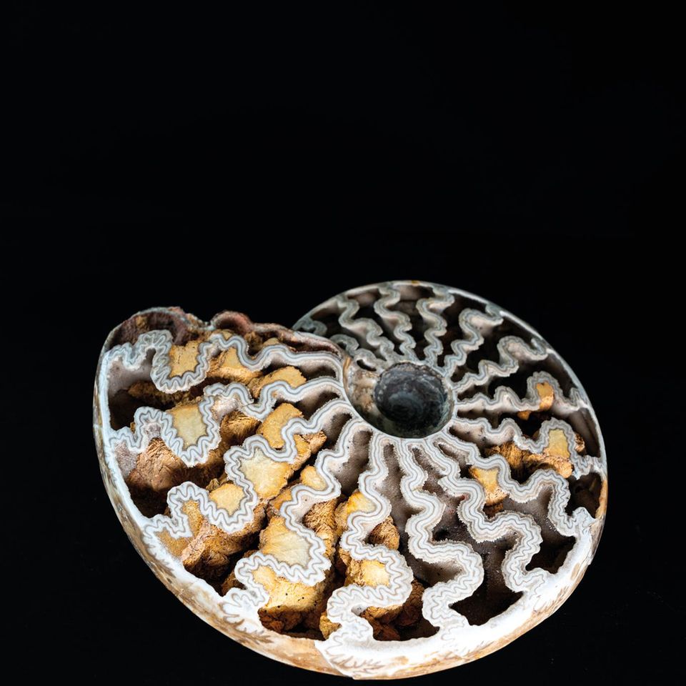 Ammonit mit Kristallen in den Kammern