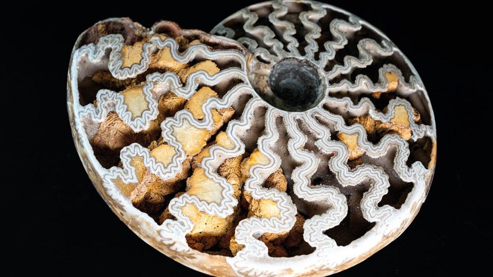Ammonit mit Kristallen in den Kammern