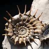 zwei stachelige Ammoniten