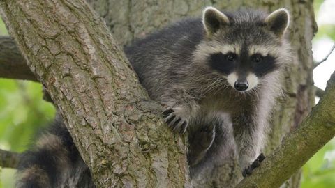 Ein Waschbär-Junges sitzt im Wildtierpark Edersee in einem Baum. Foto: Uwe Zucchi/dpa