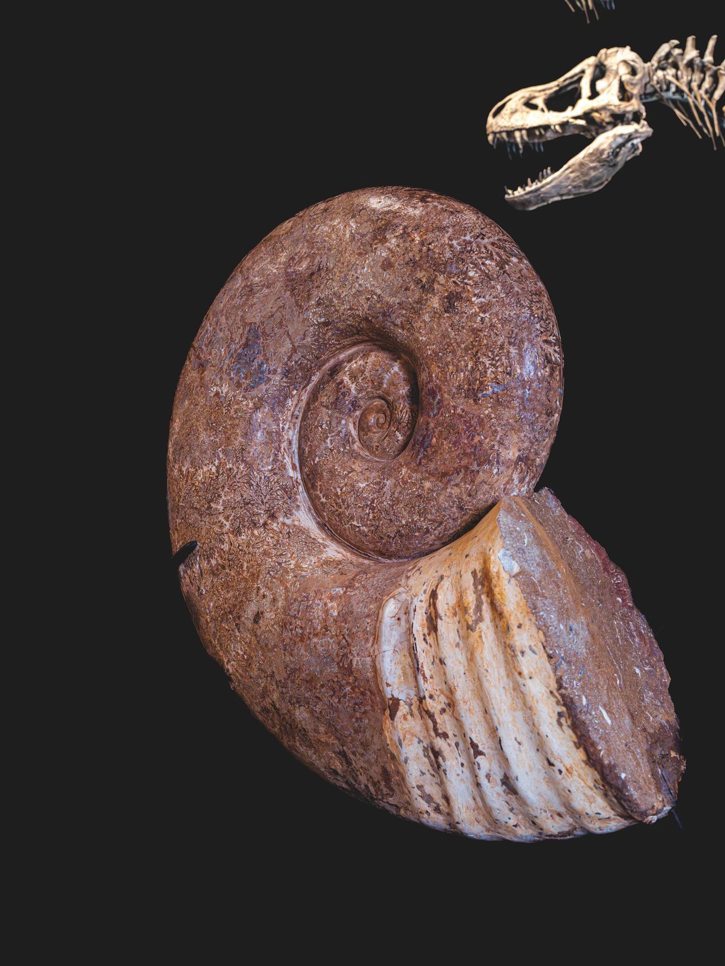 Ammonit und Dinoskelett