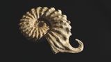 Ammonit mit Haken