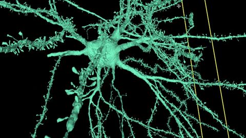 Ein Team der Universität Harvard hat ein beeindruckend detailliertes 3D-Computermodell eines menschlichen Gehirns veröffentlicht, das einen Kubikmillimeter der Großhirnrinde darstellt und aus 150 Millionen Synapsen, 57.000 Zellen und 23 Zentimeter Blutgefäßen besteht.