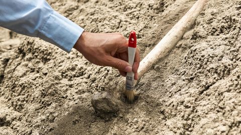 Ein Archäologe fährt mit einem Pinsel über einen Knochen in der Erde