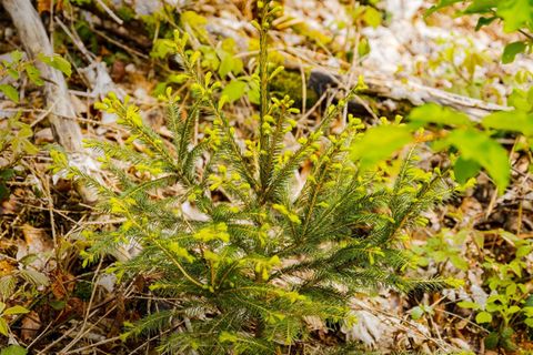 Junge Fichten im Wald am Kappellenberg
