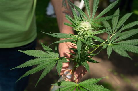 Cannabis-Pflanze