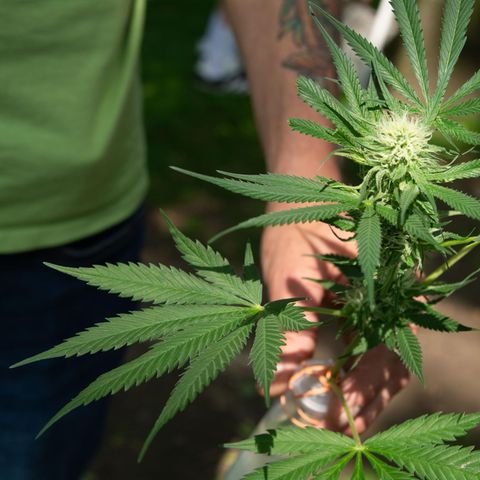 Cannabis-Pflanze