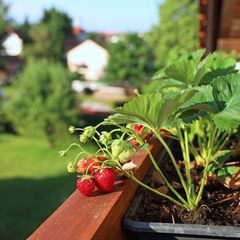 Erdbeeren pflanzen: Erdbeerpflanze mit Früchten auf einem Balkon